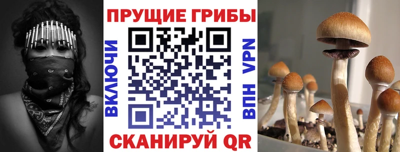 Галлюциногенные грибы Cubensis  что такое   Михайловск 